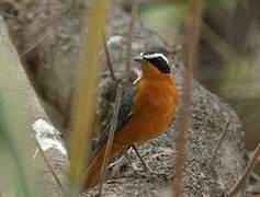 White-browed Robin-Chat