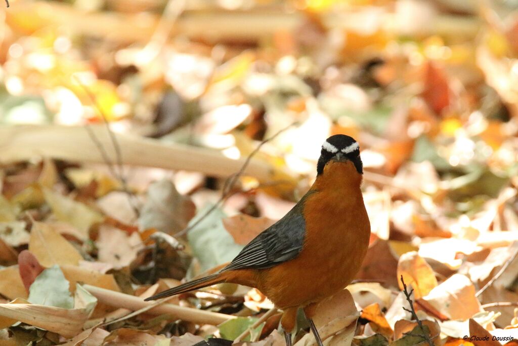 White-browed Robin-Chat