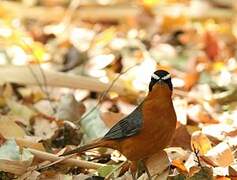 White-browed Robin-Chat