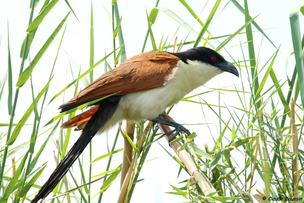 Coppery-tailed Coucal