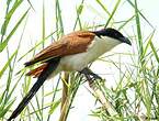 Coucal des papyrus