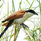 Coucal des papyrus