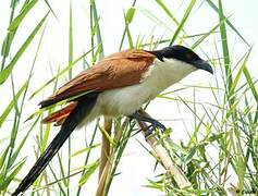 Coppery-tailed Coucal