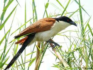 Coucal des papyrus