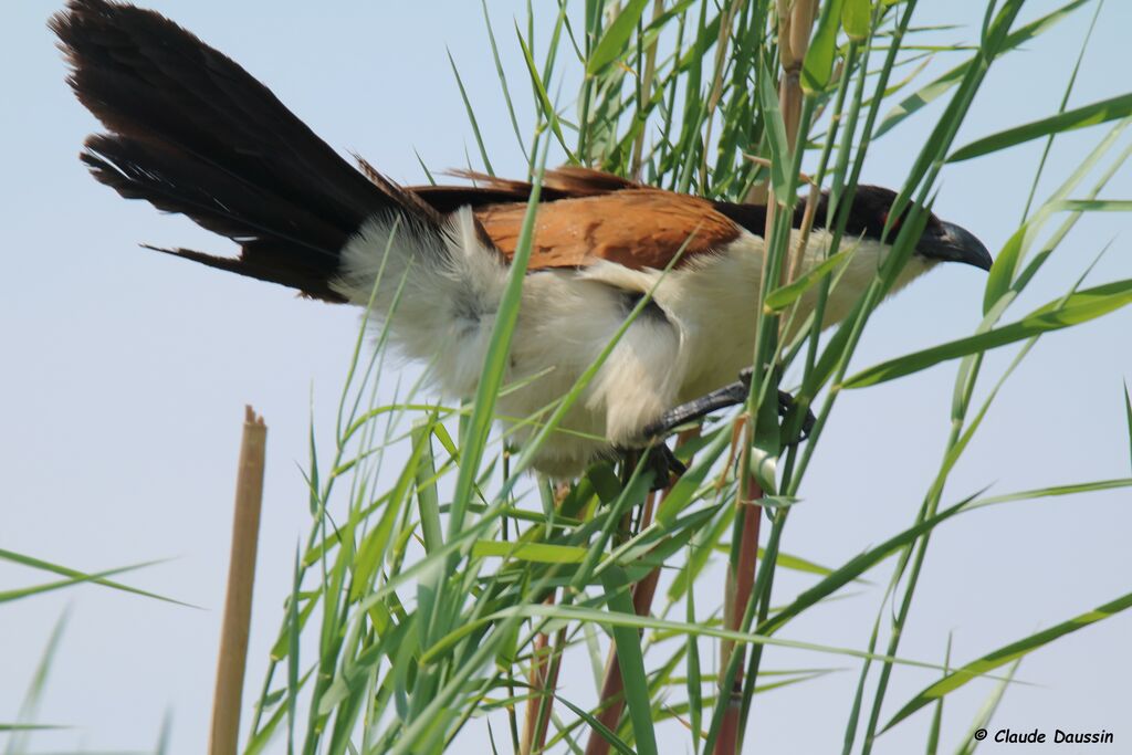 Coucal des papyrus