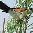 Coucal des papyrus
