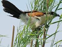 Coucal des papyrus