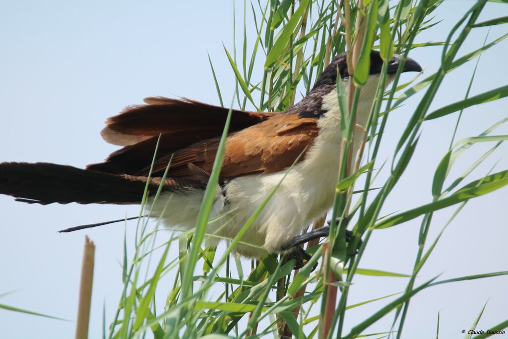 Coppery-tailed Coucal