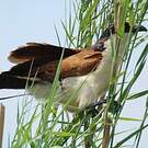 Coucal des papyrus