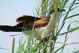 Coucal des papyrus