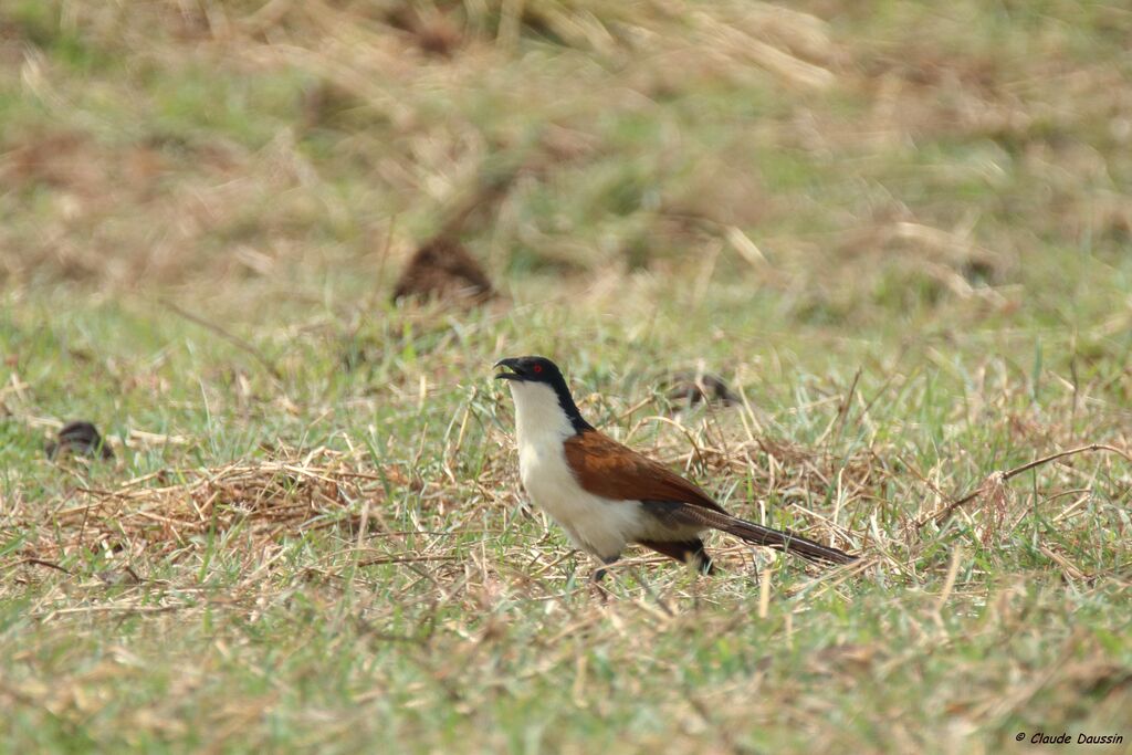 Coppery-tailed Coucal