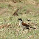 Coucal des papyrus