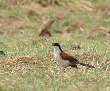 Coppery-tailed Coucal