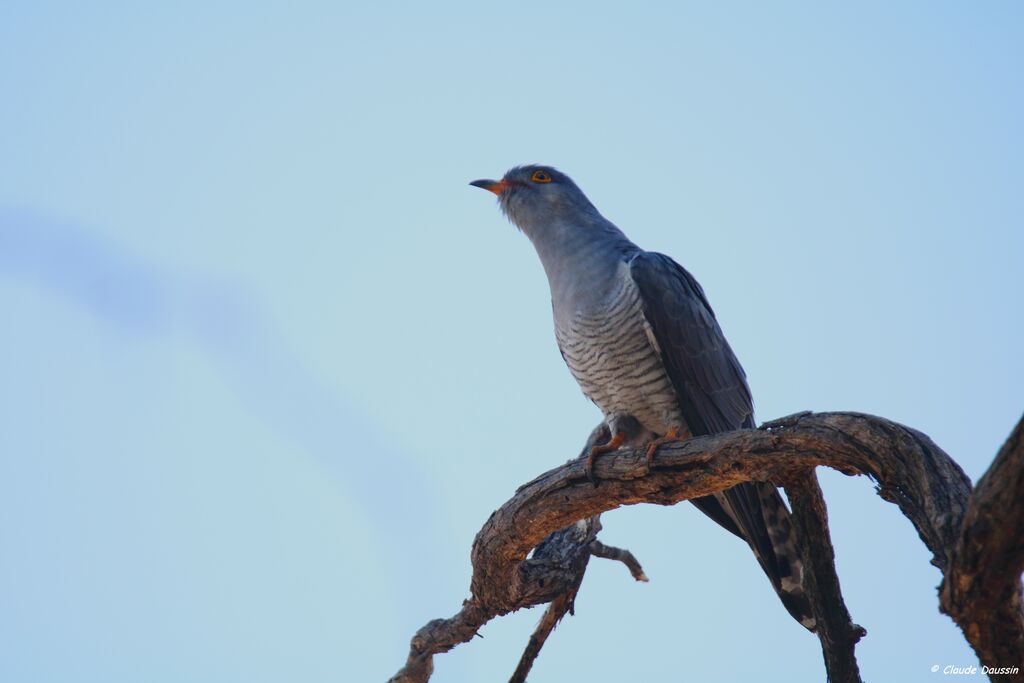 African Cuckoo