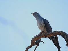 African Cuckoo