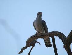 African Cuckoo