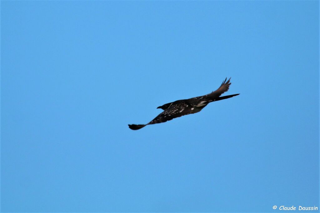 Great Spotted Cuckoo