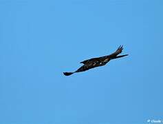 Great Spotted Cuckoo