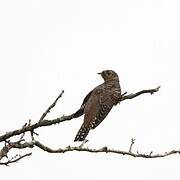 Common Cuckoo