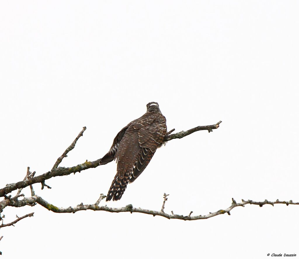 Common Cuckoojuvenile