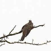 Common Cuckoo