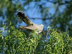 Common Cuckoo