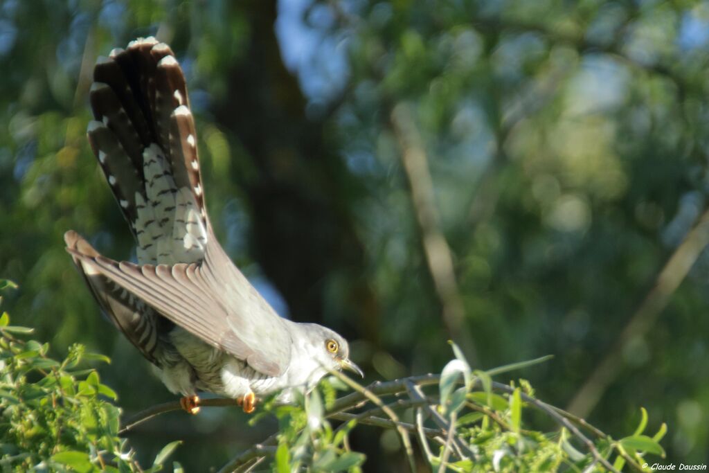 Common Cuckoo