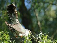 Common Cuckoo