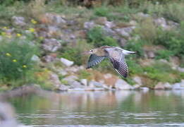 Eurasian Curlew