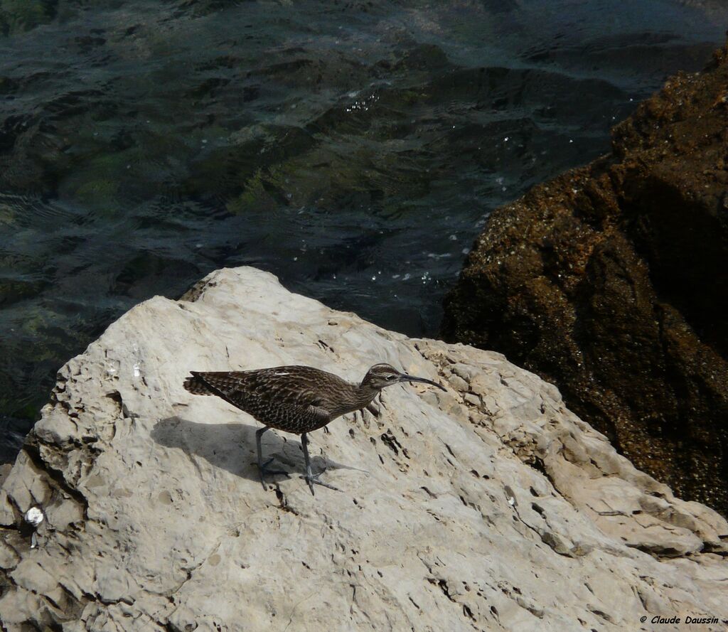 Eurasian Whimbrel