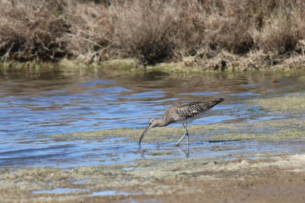 Courlis corlieuadulte, pêche/chasse