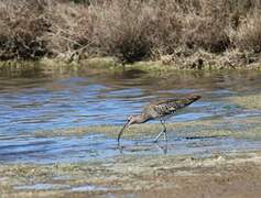 Eurasian Whimbrel