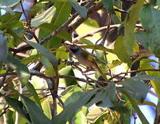 Dark-necked Tailorbird