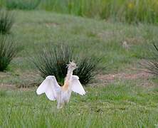 Squacco Heron