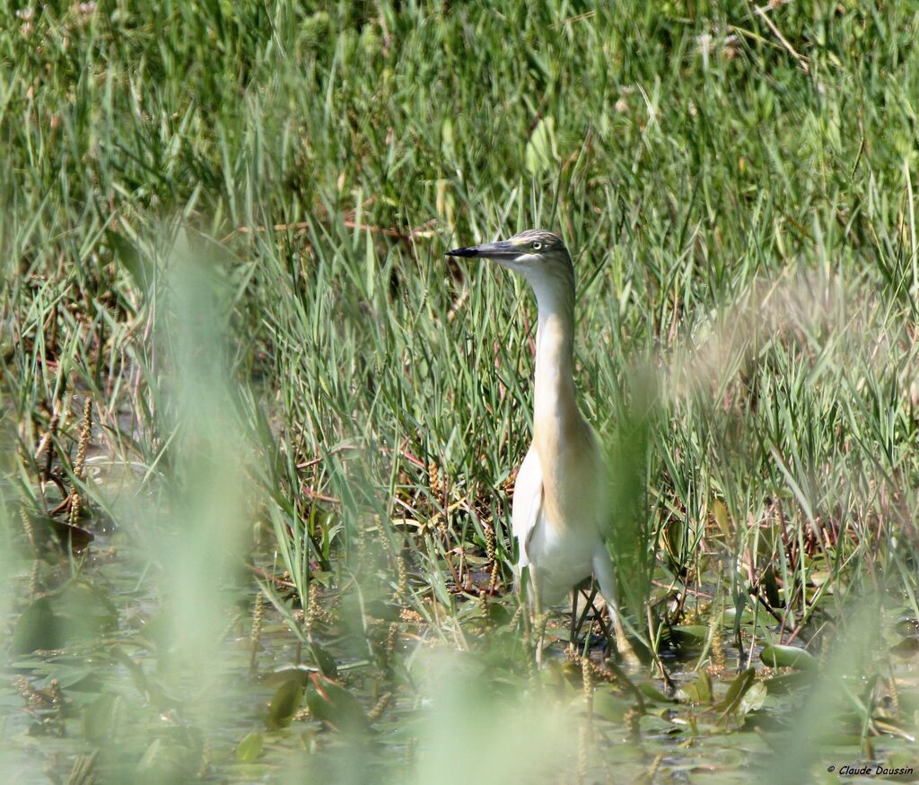 Squacco Heron