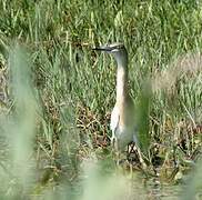 Squacco Heron