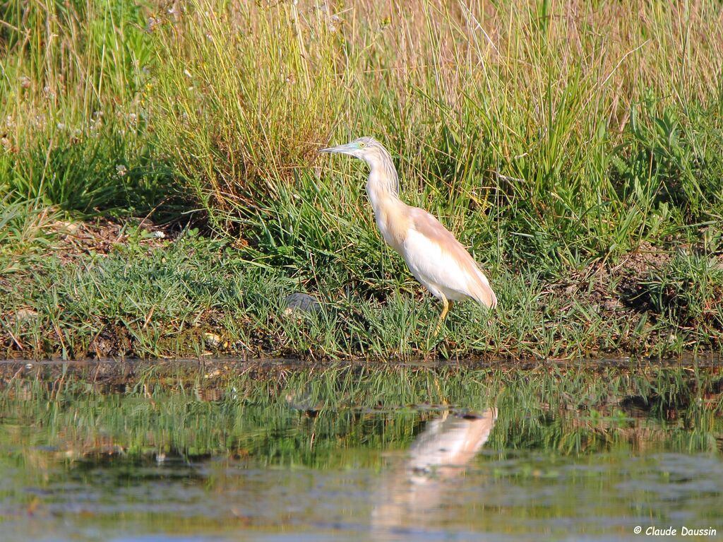 Crabier chevelu