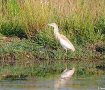 Squacco Heron