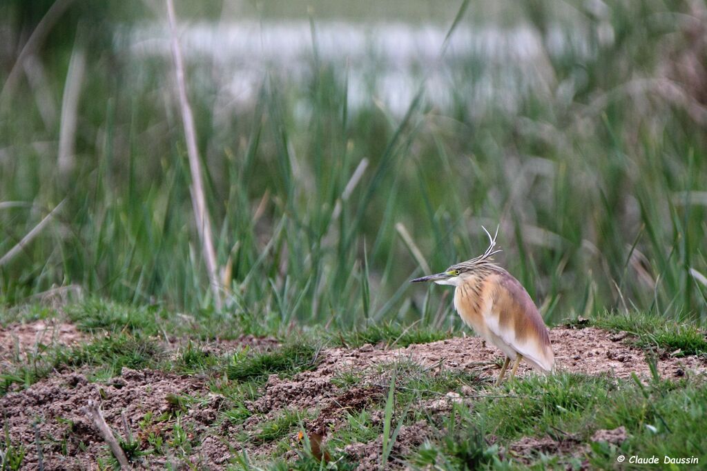 Squacco Heron