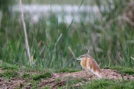 Squacco Heron