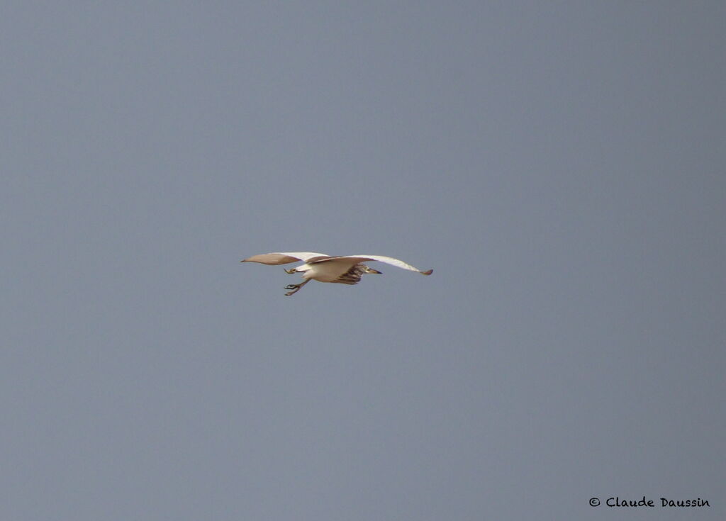 Chinese Pond Heron