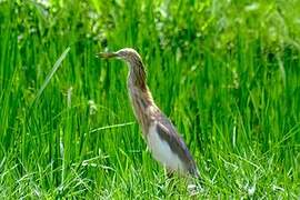 Javan Pond Heron