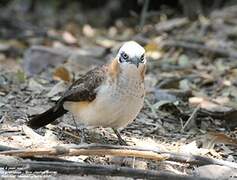 Bare-cheeked Babbler