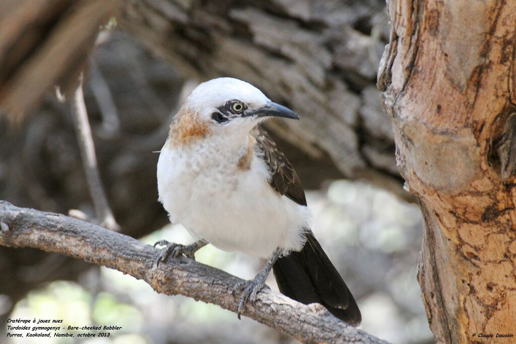 Bare-cheeked Babbler