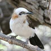 Bare-cheeked Babbler