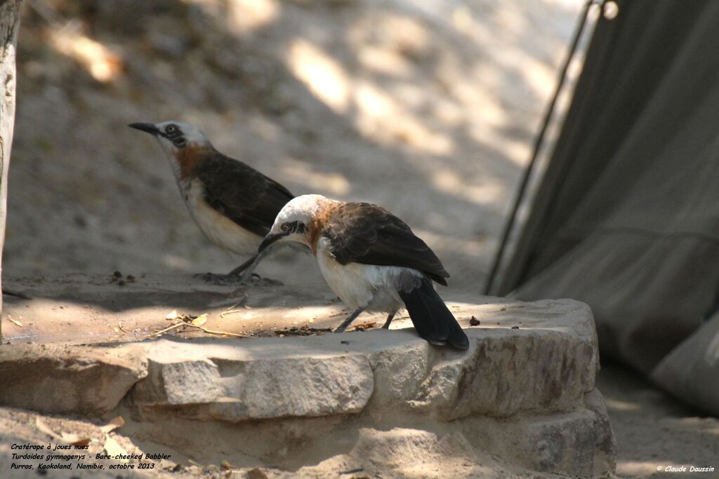 Bare-cheeked Babbler