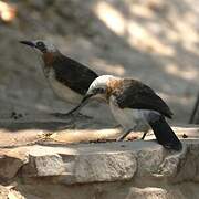 Bare-cheeked Babbler