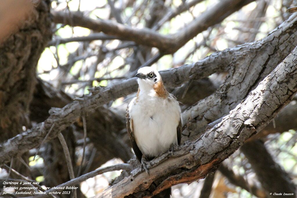 Bare-cheeked Babbler