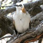 Bare-cheeked Babbler