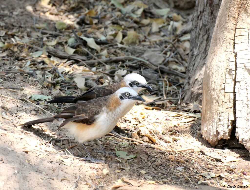 Bare-cheeked Babbler